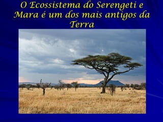 O Ecossistema do Serengeti e
Mara é um dos mais antigos da
            Terra
 