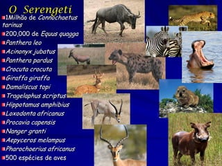 O Serengeti
 1Milhão de Connochaetus
tarinus
 200,000 de Equus quagga
 Panthera leo
 Acinonyx jubatus
 Panthera pardus
 Crocuta crocuta
 Giraffa giraffa
 Damaliscus topi
 Tragelaphus scriptus
 Hippotamus amphibius
 Loxodonta africanus
 Procavia capensis
 Nanger granti
 Aepyceros melampus
 Pharochoerius africanus
 500 espécies de aves
 