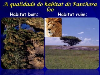 A qualidade do habitat de Panthera
                leo
  Habitat bom:     Habitat ruim:
 