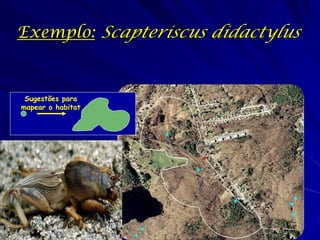 Exemplo: Scapteriscus didactylus


 Sugestões para
mapear o habitat
 