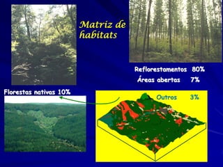 Matriz de
                        habitats


                                    Reflorestamentos 80%
                    ...