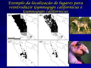 Exemplo da localização de lugares para
reintroduzir Gymnogyps californicus e
       Gymnogyps californicus
 