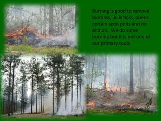 Burning is good to remove
biomass, kills ticks, opens
certain seed pods and on
and on. We do some
burning but it is not one of
our primary tools.
 