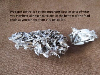 Predator control is not the important issue in spite of what
you may hear although quail are at the bottom of the food
chain as you can see from this owl pellet.
 