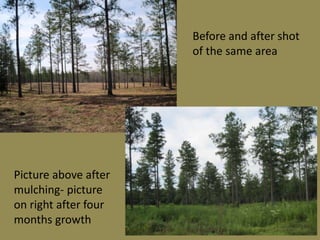 Before and after shot
of the same area
Picture above after
mulching- picture
on right after four
months growth
 