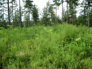 Habitat