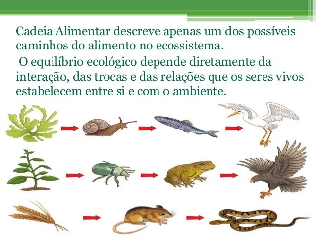 Habitat, Nicho Ecológico, Componentes do Ecossistema, Cadeia e Teia A…