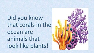 Did you know
that corals in the
ocean are
animals that
look like plants!
 