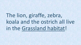 The lion, giraffe, zebra,
koala and the ostrich all live
in the Grassland habitat!
 