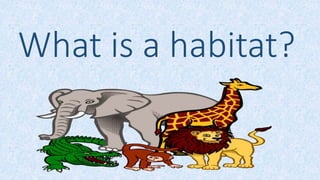 What is a habitat?
 