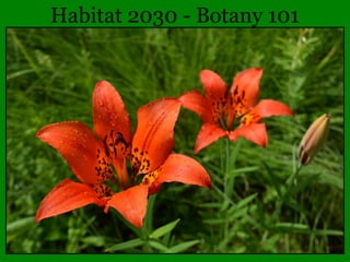 Habitat 2030 - Botany 101

 