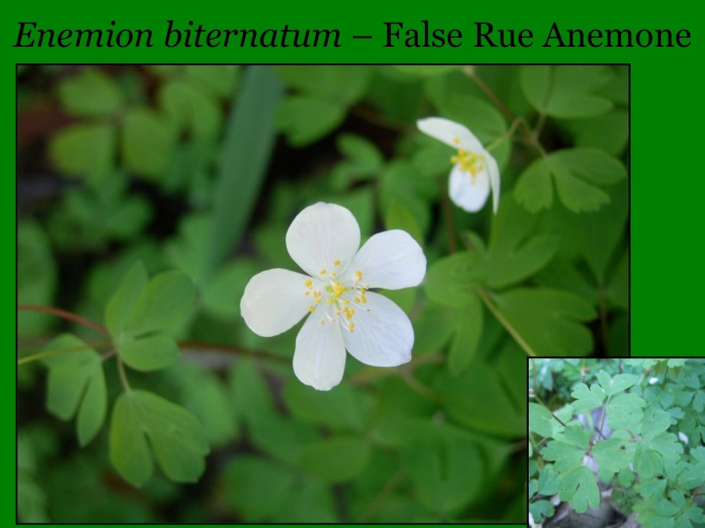 Illinois Botany 101 and Wildflower Quiz