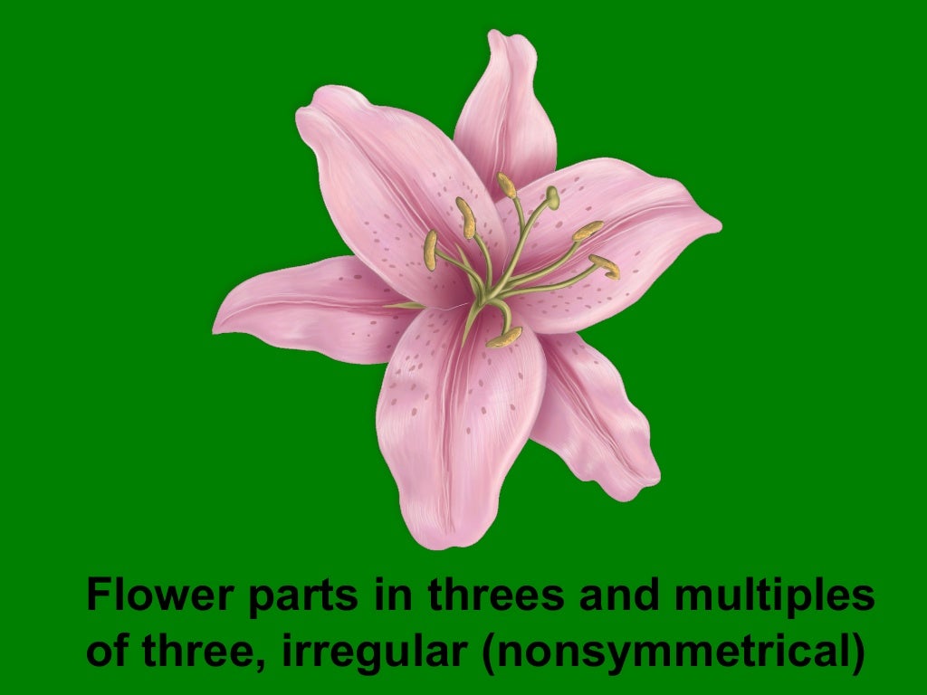 Illinois Botany 101 and Wildflower Quiz