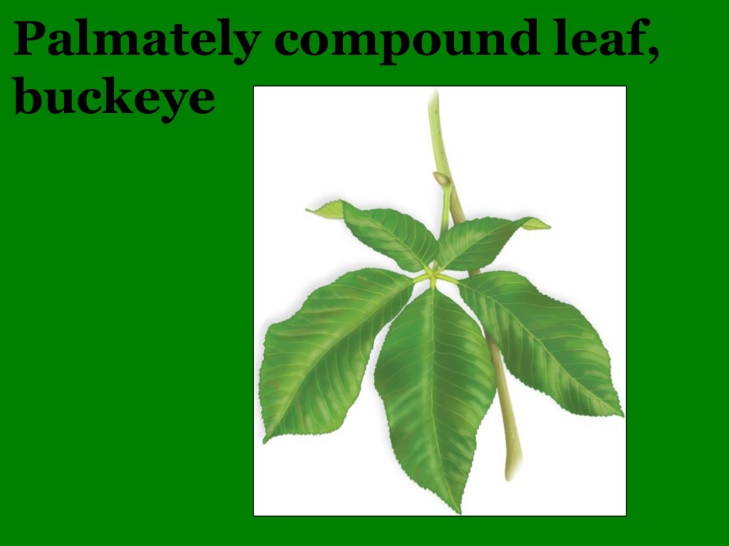 Illinois Botany 101 and Wildflower Quiz