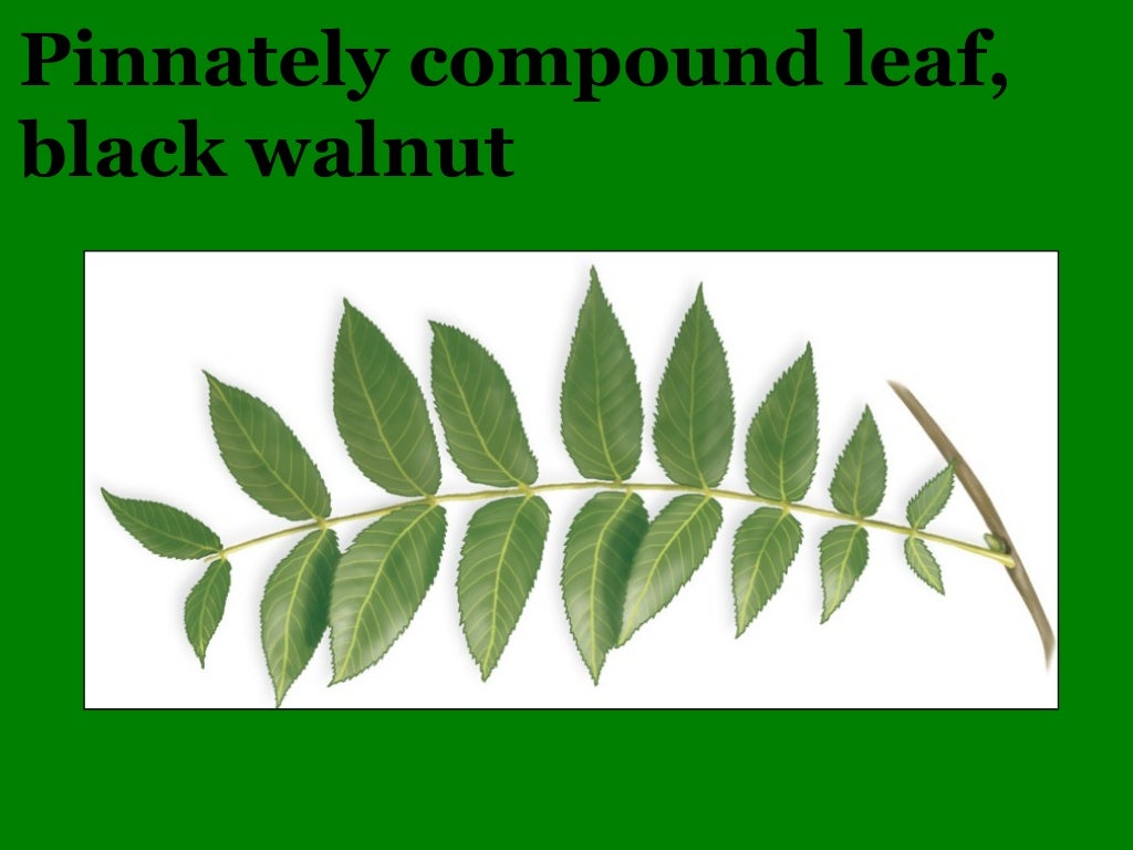 Illinois Botany 101 and Wildflower Quiz