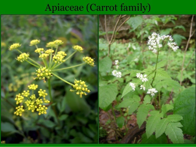 Illinois Botany 101 and Wildflower Quiz