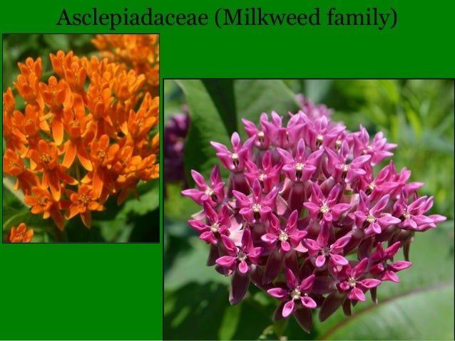 Illinois Botany 101 and Wildflower Quiz