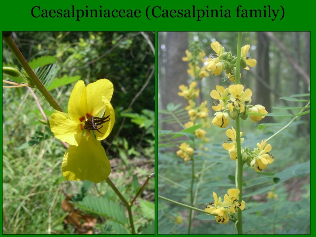 Illinois Botany 101 and Wildflower Quiz