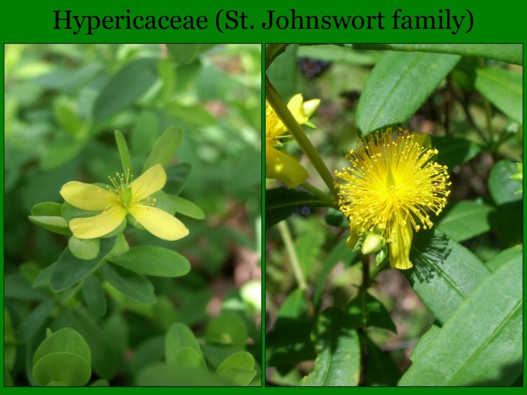 Illinois Botany 101 and Wildflower Quiz