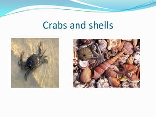 Crabs and shells