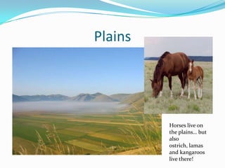 PlainsHorses live on the plains…butalsoostrich, lamas and kangaroos live there!