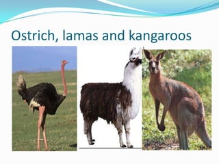 Ostrich, lamas and kangaroos