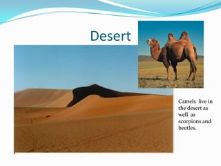 DesertCamels  live in the desertaswellasscorpions and beetles.
