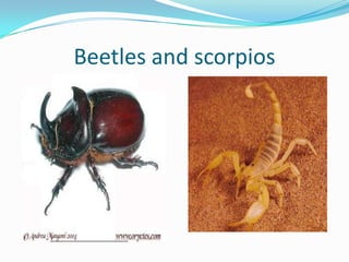 Beetles and scorpios