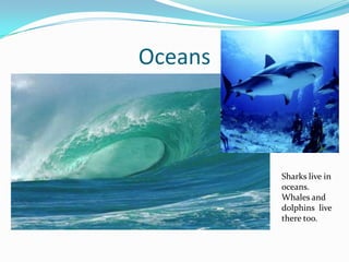 OceansSharks live in oceans. Whales and dolphins  live theretoo.