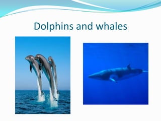 Dolphins and whales