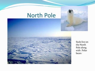                North Pole Seals live on the North Pole alongwithPolarbears