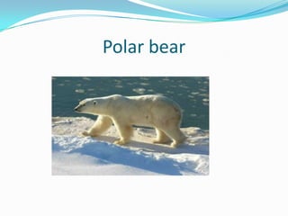 Polar bear