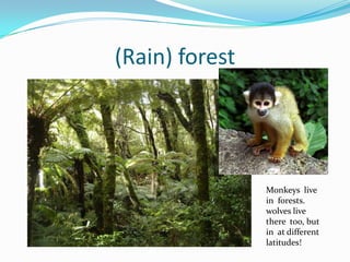 (Rain) forestMonkeys  live in  forests. wolves live theretoo, but in  at differentlatitudes!