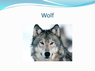 Wolf