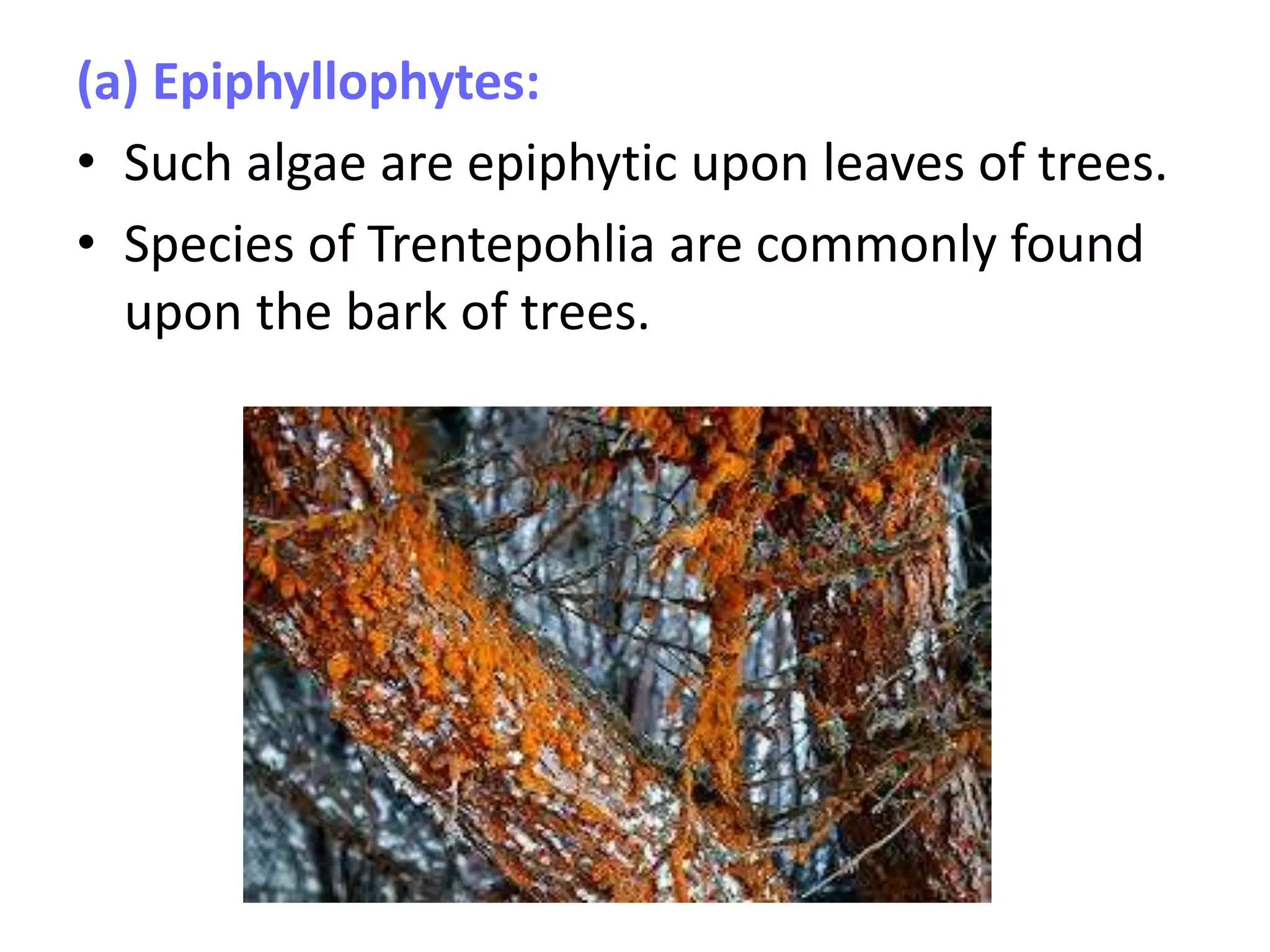(a) Epiphyllophytes:
• Such algae are epiphytic upon leaves of trees.
• Species of Trentepohlia are commonly found
upon the bark of trees.
 