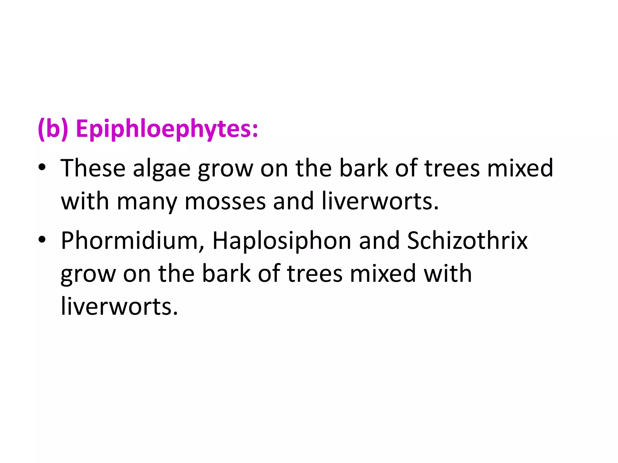 (b) Epiphloephytes:
• These algae grow on the bark of trees mixed
with many mosses and liverworts.
• Phormidium, Haplosiphon and Schizothrix
grow on the bark of trees mixed with
liverworts.
 
