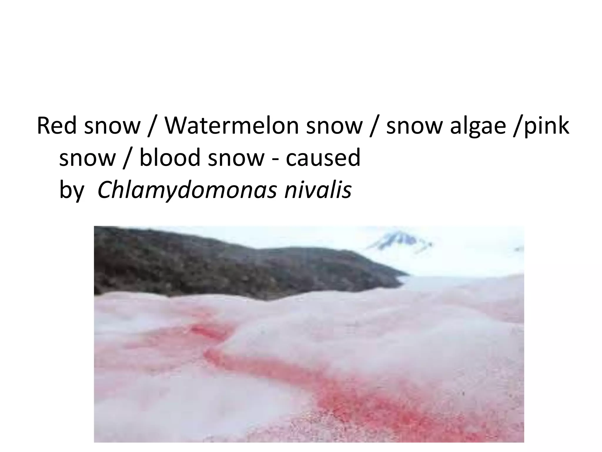 Red snow / Watermelon snow / snow algae /pink
snow / blood snow - caused
by Chlamydomonas nivalis
 