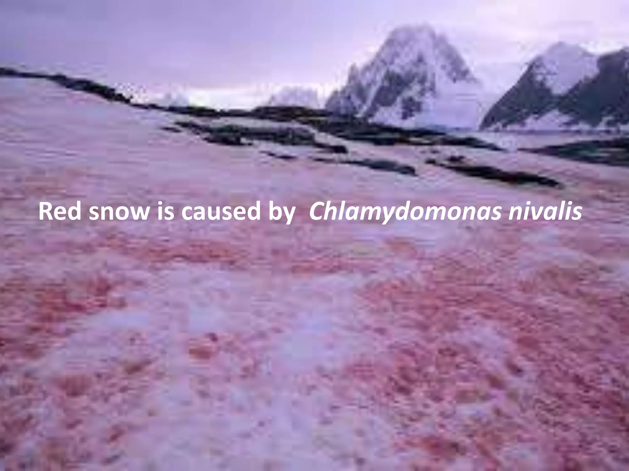 Red snow is caused by Chlamydomonas nivalis
 
