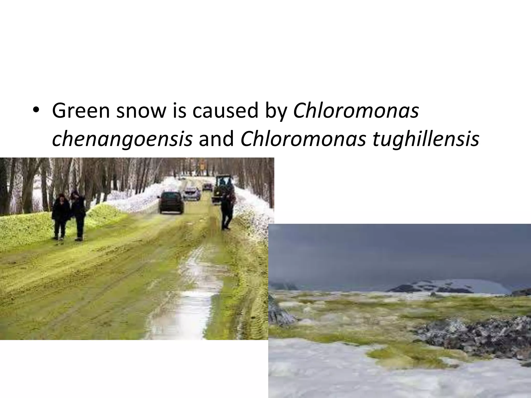 • Green snow is caused by Chloromonas
chenangoensis and Chloromonas tughillensis
 