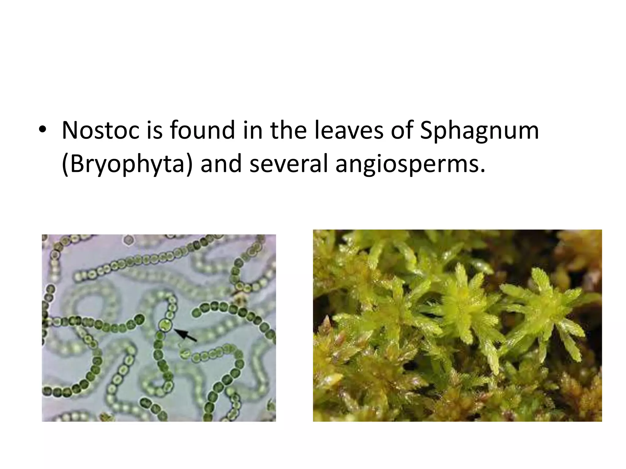 • Nostoc is found in the leaves of Sphagnum
(Bryophyta) and several angiosperms.
 
