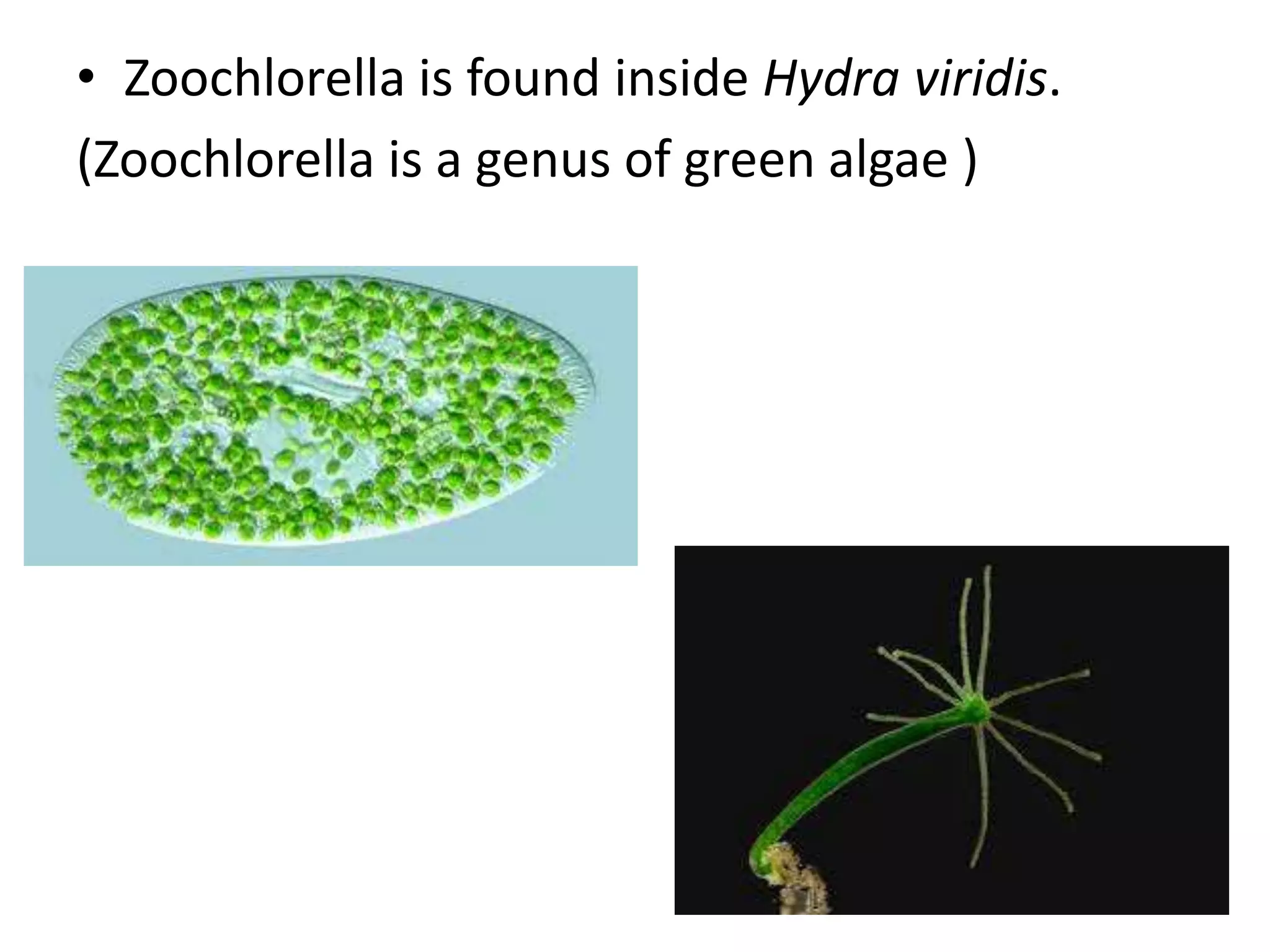 • Zoochlorella is found inside Hydra viridis.
(Zoochlorella is a genus of green algae )
 