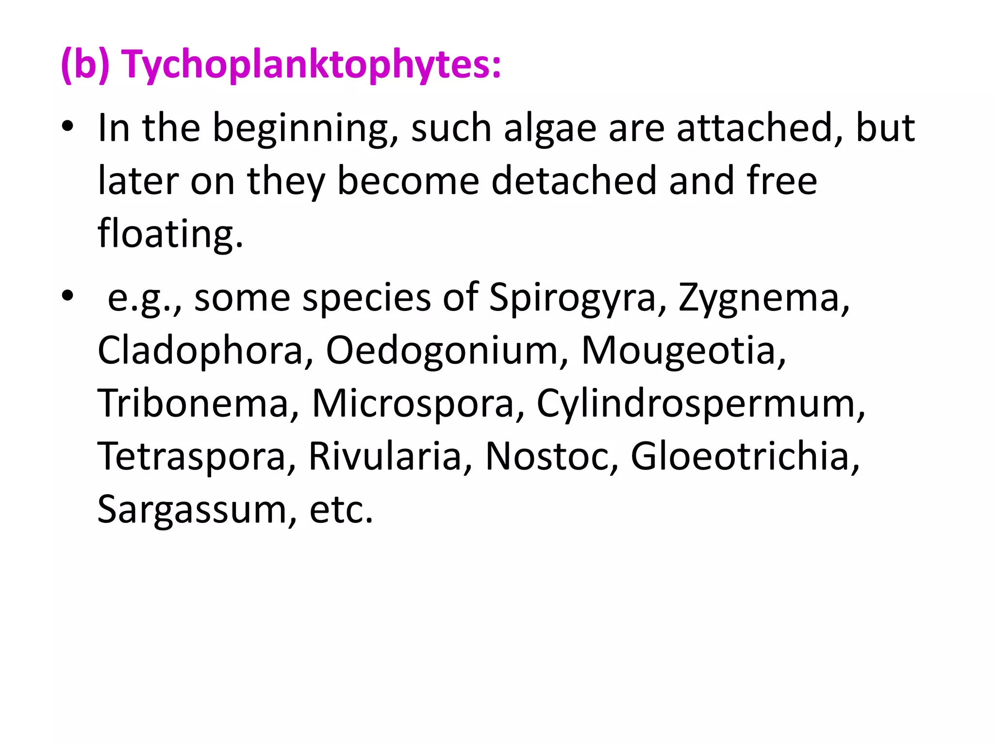 (b) Tychoplanktophytes:
• In the beginning, such algae are attached, but
later on they become detached and free
floating.
• e.g., some species of Spirogyra, Zygnema,
Cladophora, Oedogonium, Mougeotia,
Tribonema, Microspora, Cylindrospermum,
Tetraspora, Rivularia, Nostoc, Gloeotrichia,
Sargassum, etc.
 