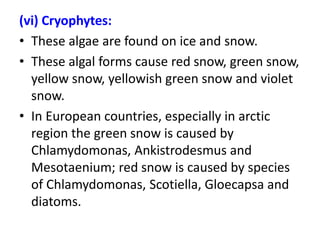 Red snow / Watermelon snow / snow algae /pink
snow / blood snow - caused
by Chlamydomonas nivalis
 