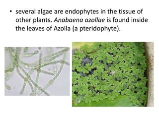 • Anabaena cycadae is found in the coralloid
roots of Cycas.
 