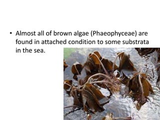 • Almost all of brown algae (Phaeophyceae) are
found in attached condition to some substrata
in the sea.
 