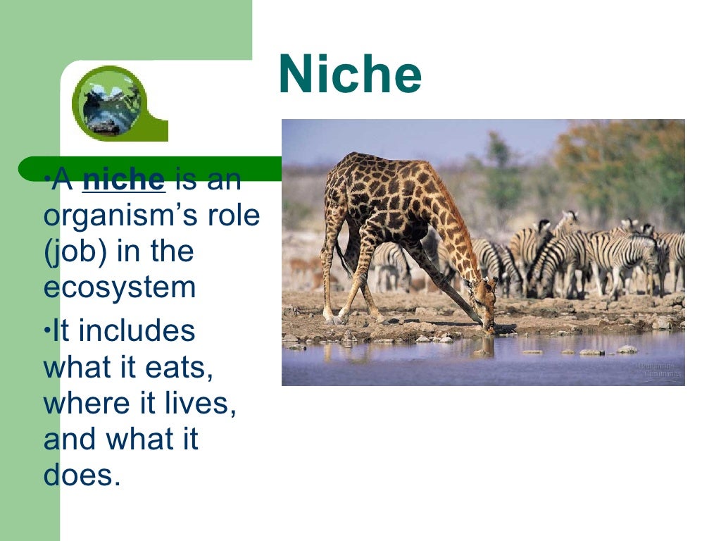 Habitat And Niche