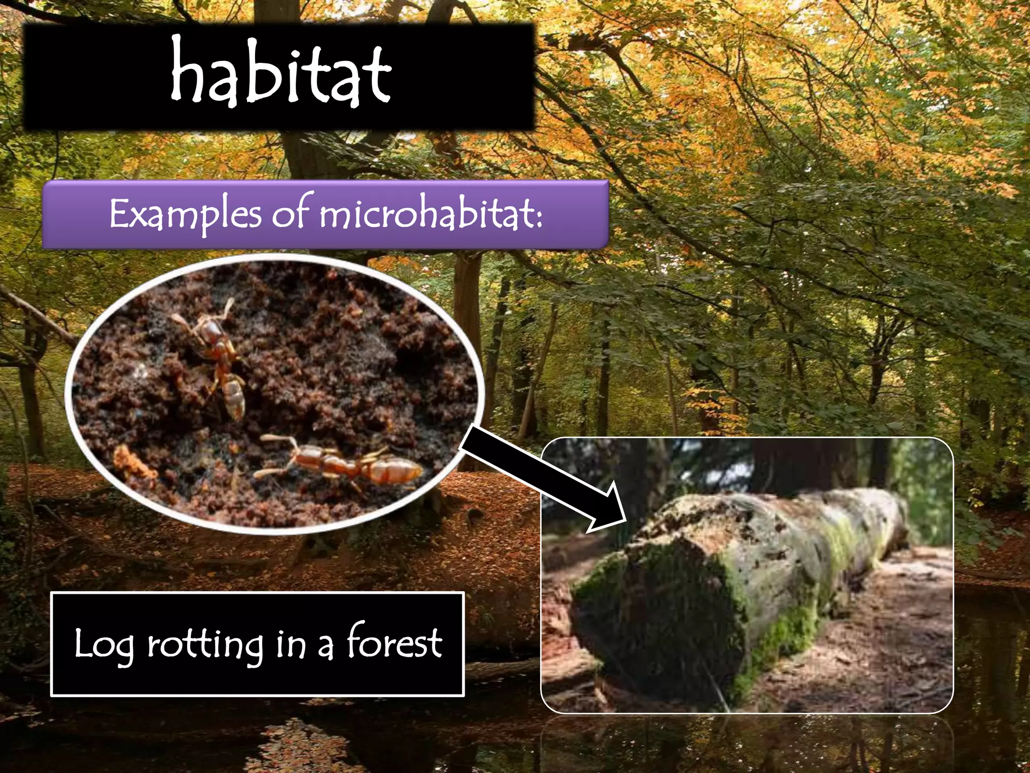 habitat
Examples of microhabitat:
Log rotting in a forest
 
