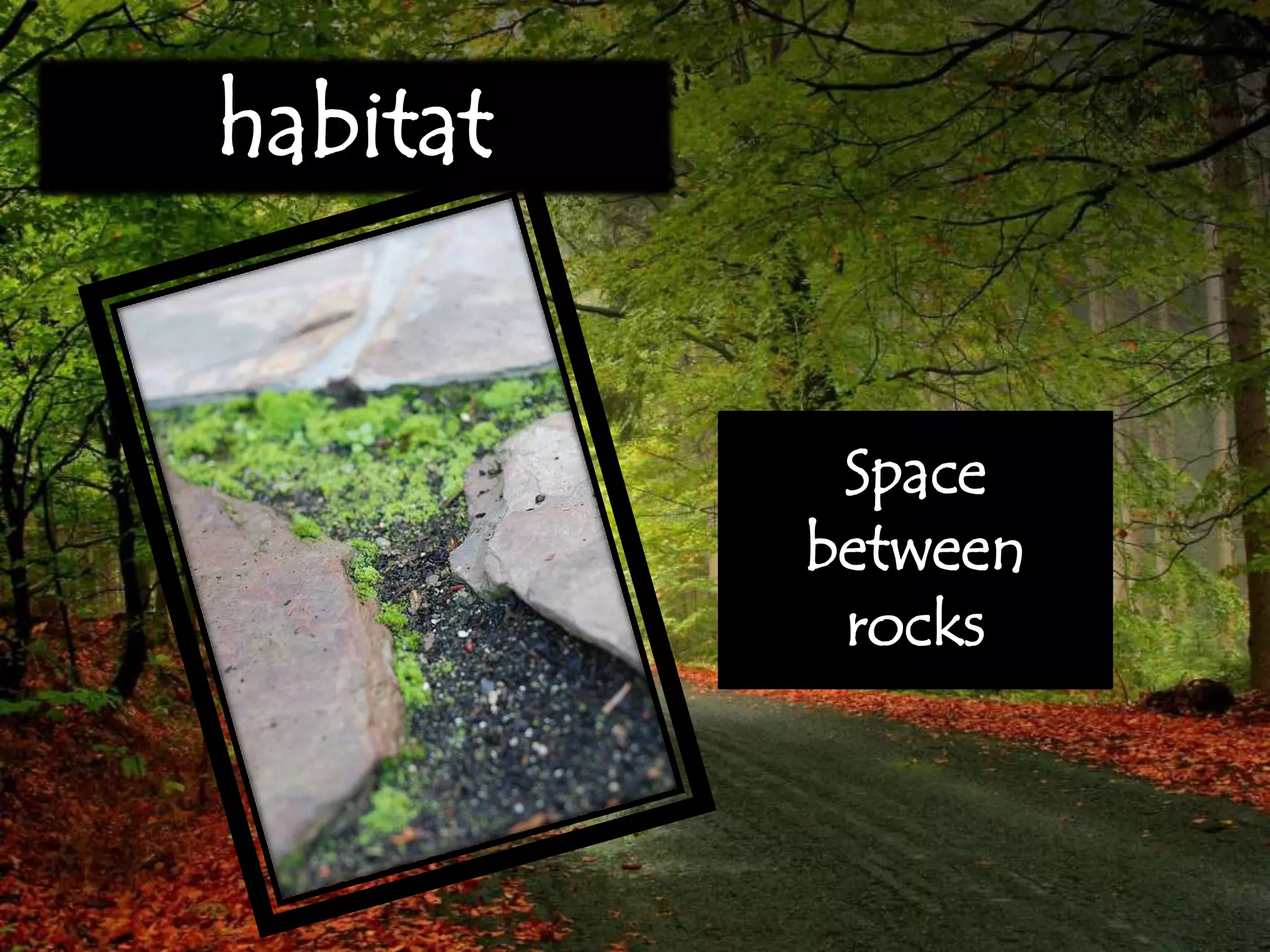 habitat
Space
between
rocks
 