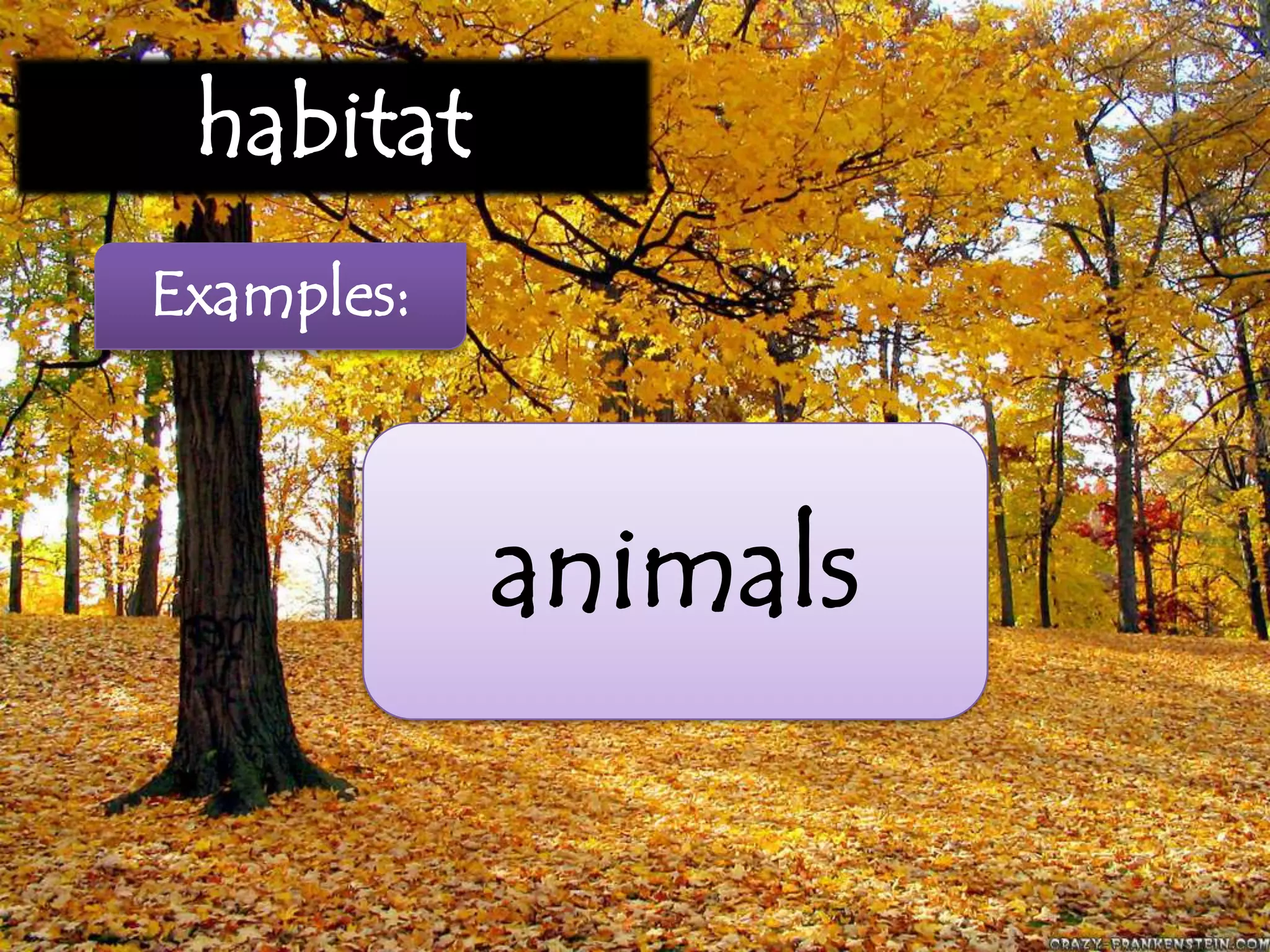 habitat
Examples:
animals
 