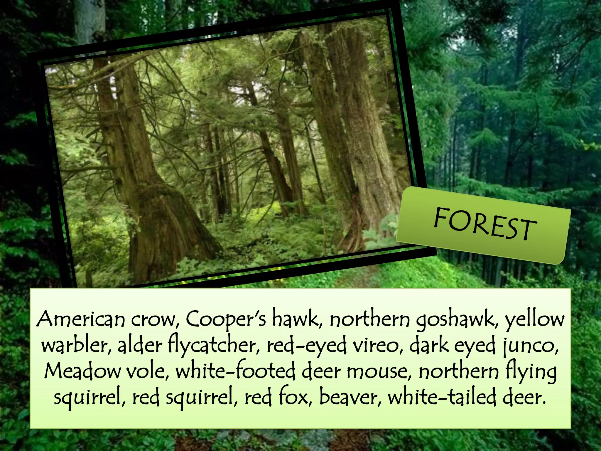 American crow, Cooper's hawk, northern goshawk, yellow
warbler, alder flycatcher, red-eyed vireo, dark eyed junco,
Meadow vole, white-footed deer mouse, northern flying
squirrel, red squirrel, red fox, beaver, white-tailed deer.
 